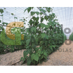 Malla Vertical para Entutorado de Plantas