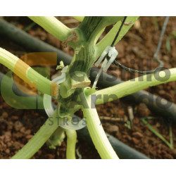 Clip de calabacín largo