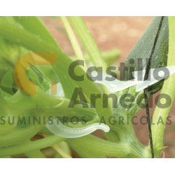 Clip de calabacín corto