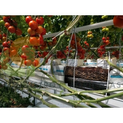 FIBRA DE COCO DPC OPTIMA PLANCHA 100x18x16