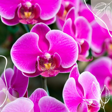 Cómo se riegan las orquídeas: métodos, frecuencia y errores comunes