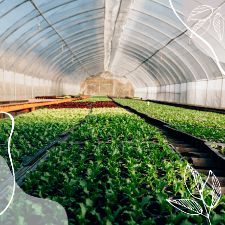 ¿Qué es un invernadero y para qué sirve?