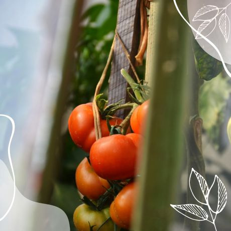 Guía completa para podar tomates en invernadero