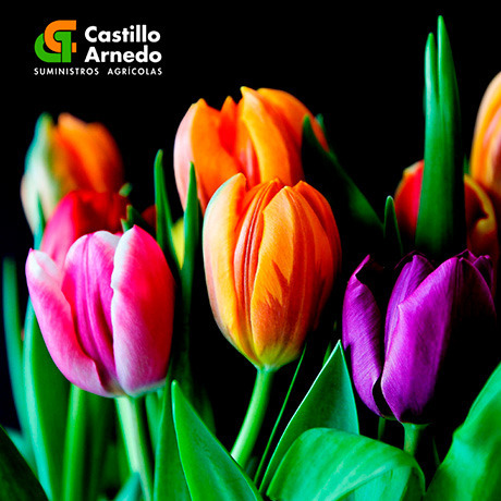 Tipos de macetas, semilleros y bandejas ¿Cuales son los mejores?