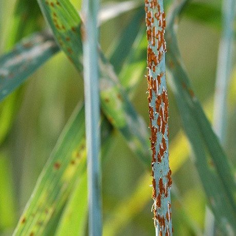 Insecticidas y fungicidas para la protección del cereal