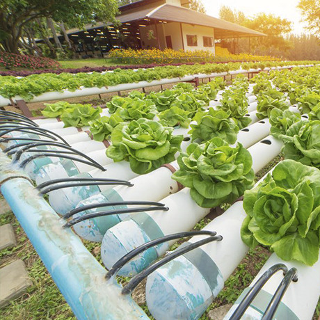Cultivo hidropónico, una tendencia al alza.