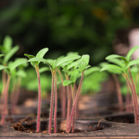 ¡Cuida tus cultivos! 4 consejos para proteger las plantas de las condiciones externas