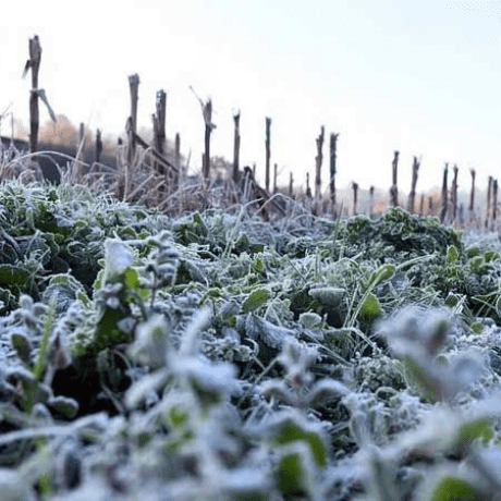 Heladas y cultivos: cómo puedo proteger mis plantas del frío