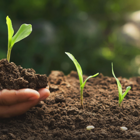 ¿Qué tipos de sustrato debes elegir para cultivar tus plantas?