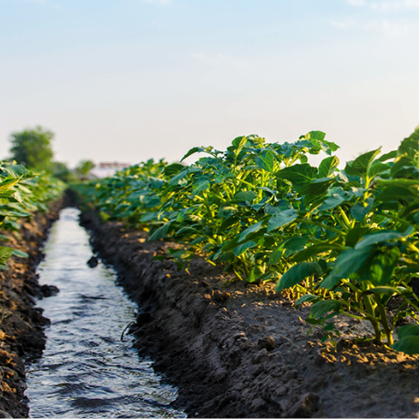 ¿Qué tipos de riego existen y cuál elegir para tu cultivo?