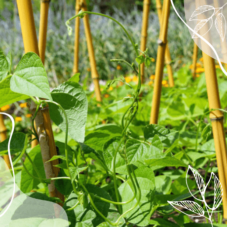 Tutores de bambú para plantas: la mejor opción para huertos urbanos