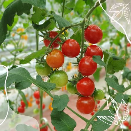 ¿Cómo entutorar tomateras cherry con cañas de bambú?